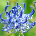 Quali sono i migliori antinfiammatori naturali?