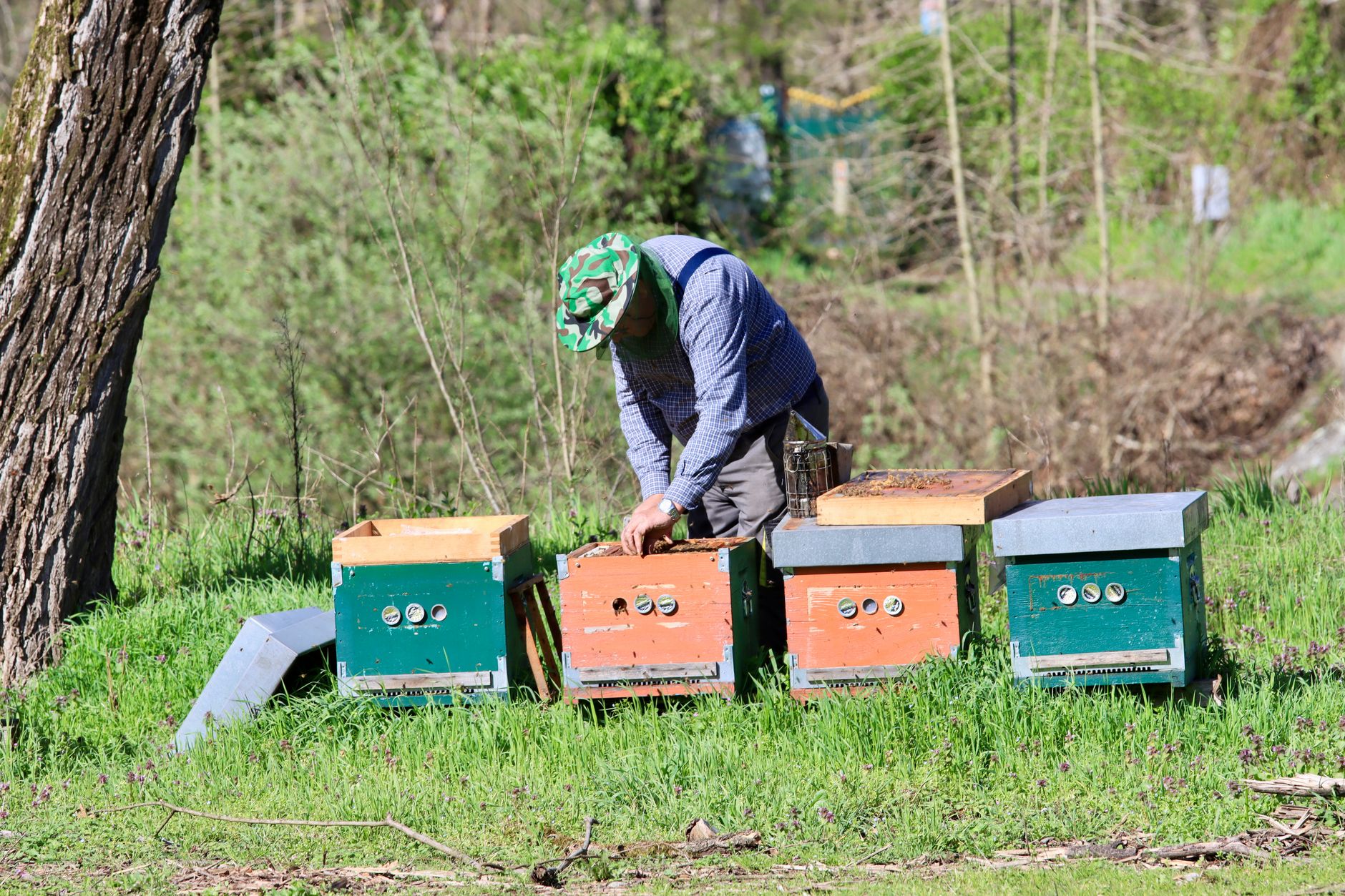 Apicoltura in Molise, bando da 155mila euro per il 2026-2027