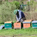 Apicoltura in Molise, bando da 155mila euro per il 2026-2027