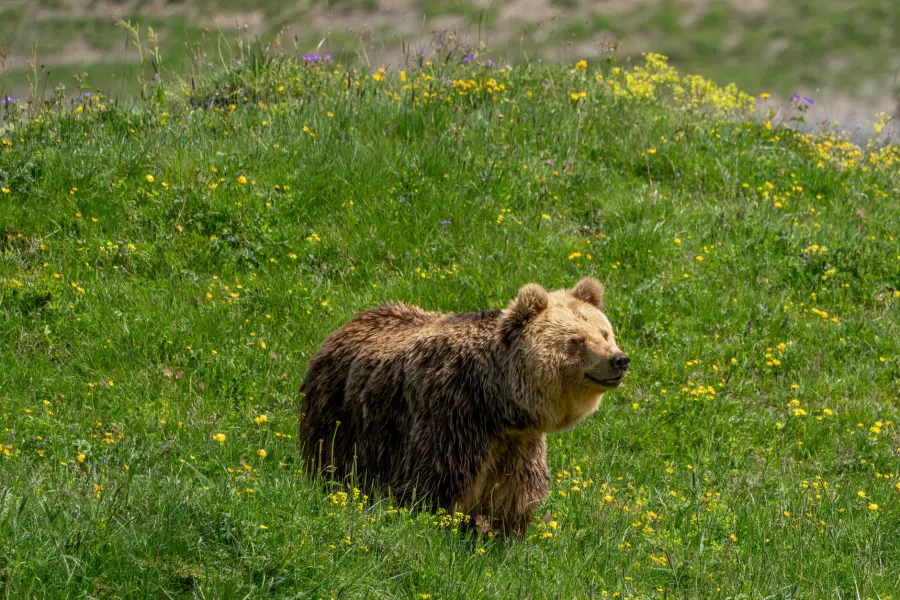 Orso marsicano, Cantina Tollo finanzia i collari satellitari