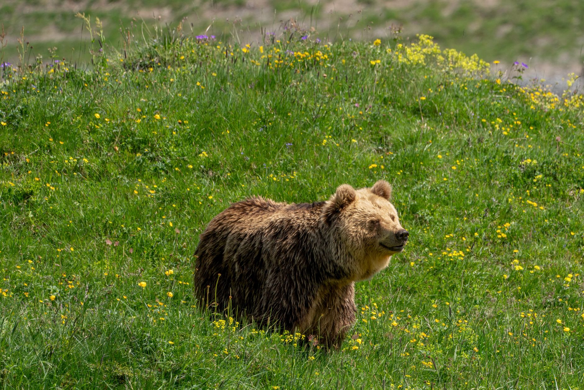 Orso marsicano, Cantina Tollo finanzia i collari satellitari