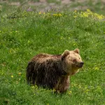 Orso marsicano, Cantina Tollo finanzia i collari satellitari