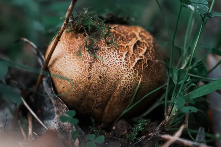 Tartufo: come si conserva, cerca e usa in cucina