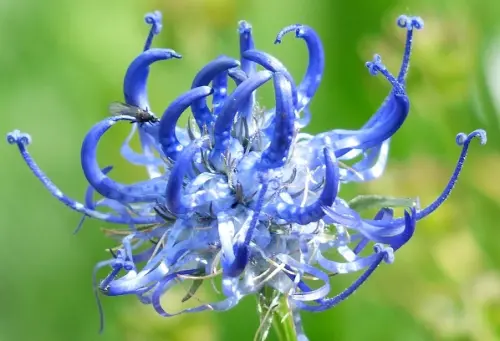 Quali sono i migliori antinfiammatori naturali?